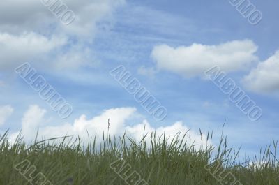 background of grass and blue sky