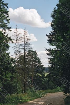 pine tree pine tree