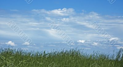 blue sky and green grass