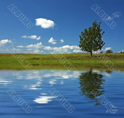 blue sky and tree in the field reflecting in the water blue sky and tree in the field reflecting in the water