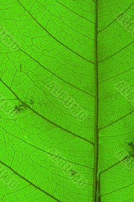 green leaf texture