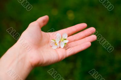 Man holding on hand cherry flowers
