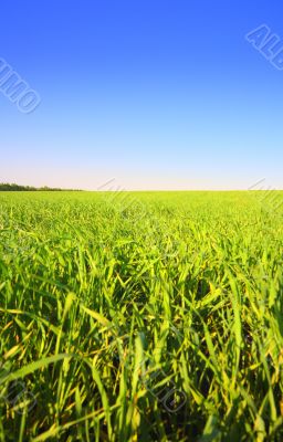 Grass and sky #2 Grass and sky #2
