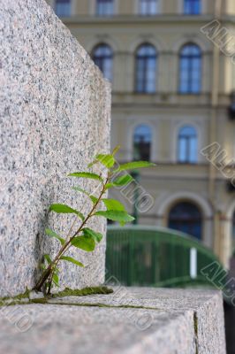 Plant grow up through brick pave on bridge