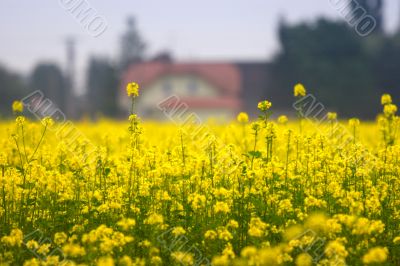 yellow field of rape yellow field of rape