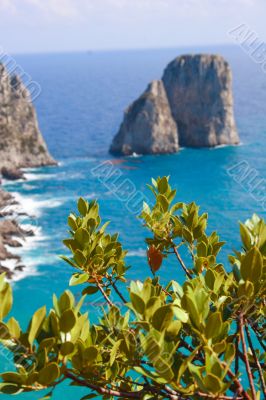 Capri island view from plant Capri island view from plant