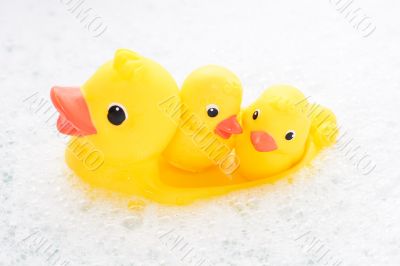 Three rubber ducks in foam water