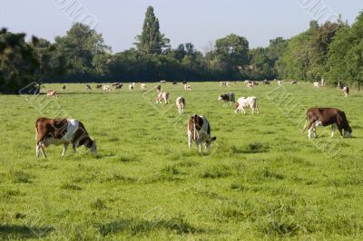 Dairy cattle