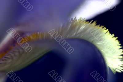 Abstract Iris
