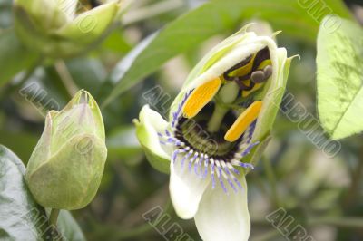 Passion flower opening