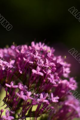 Valerian bouquet