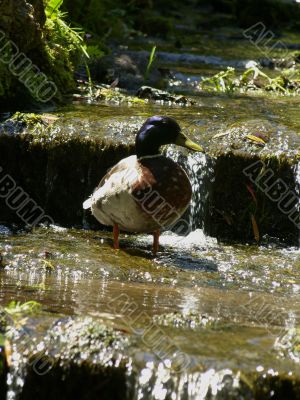 Duck in Stream