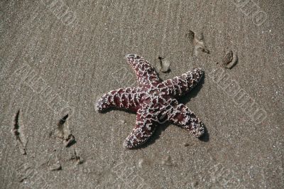 Purple - brown  starfish