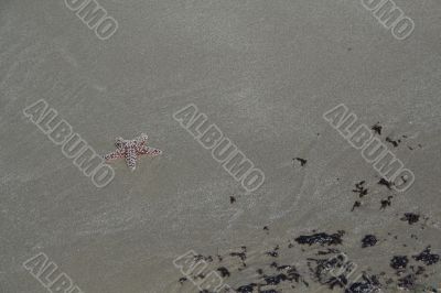 Purple - brown  starfish