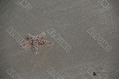 Purple - brown  starfish