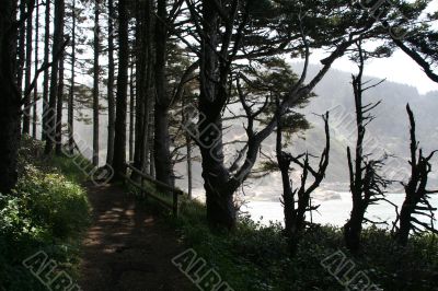 Beach trail: silhouettes