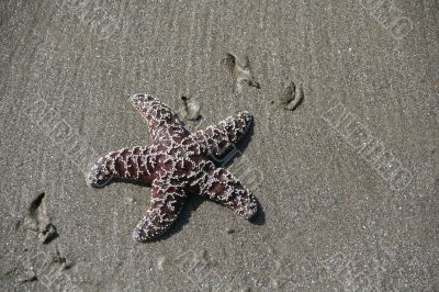 Purple - brown  starfish
