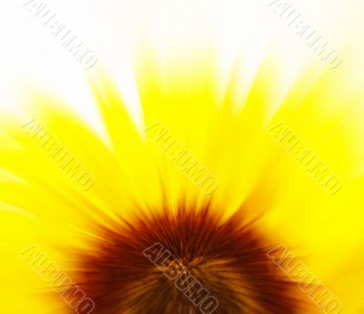 Sunflower blur