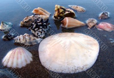 Seashells Seashells