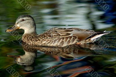 Duck Swimming