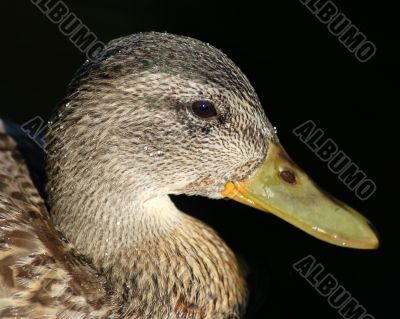 Duck Portrait