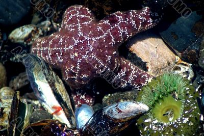 Tide Pool Life