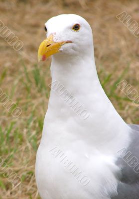 Seagull Portrait