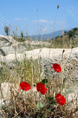 Poppies on old stones