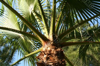 Palm