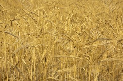 wheat field