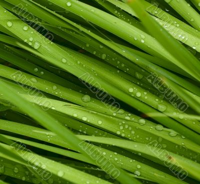 droplets on grass - shallow focus