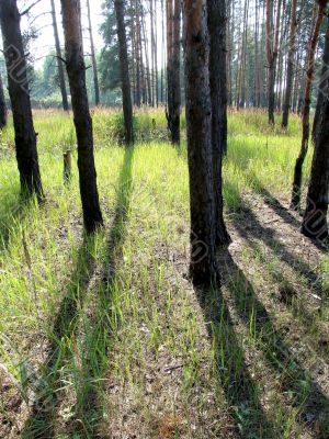 Grass and the shadow