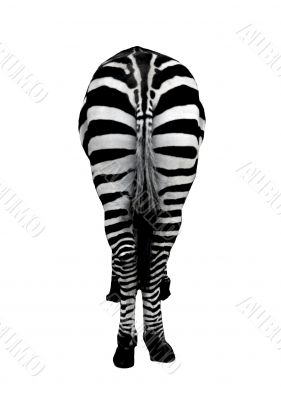 zebra