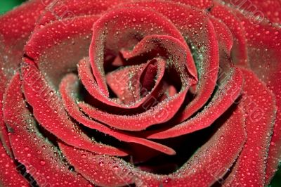 Macro of red rose with water drops on its petals