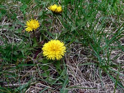 dandelion weed 4