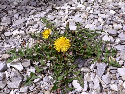 dandelion weed