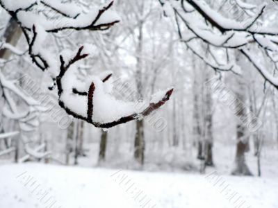 snow covering tree branch background