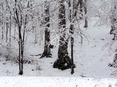 snow covering trees background