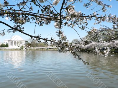 cherry blossoms 12 of Washington, DC