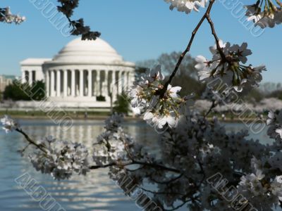 cherry blossoms 13 of Washington, DC