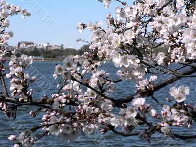 cherry blossoms 5 of Washington, DC