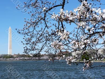 cherry blossoms 7 of Washington, DC cherry blossoms 7 of Washington, DC