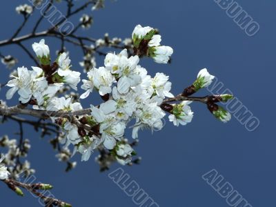 cherry blossoms of Washington, DC