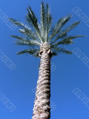 Arizona palm tree 2