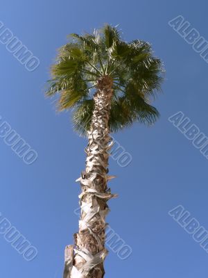 Arizona palm tree