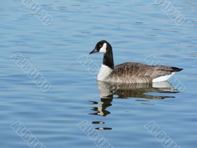 canada goose floating