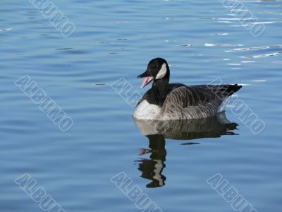 canada goose honking