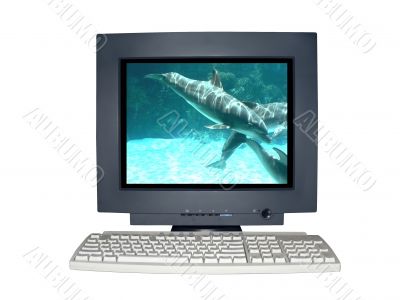  isolated computer monitor with dolphin scene concept