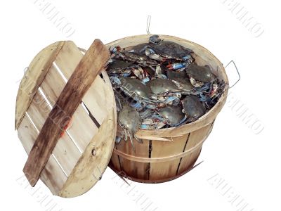 crab - bushel of blue crabs 4