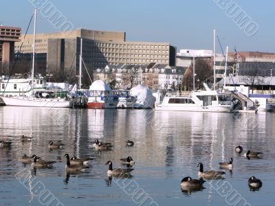 urban landscape - SW waterfront in Washington, DC 2